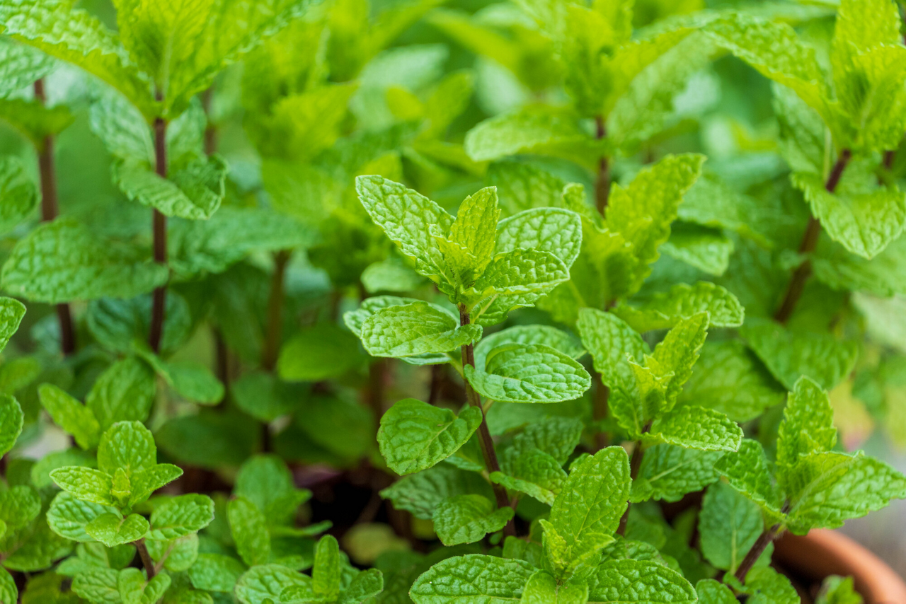 アロマセラピーとは、植物の香りを使った「自然療法」。植物のイメージ画像