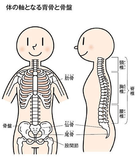 体の軸となる背骨と骨盤