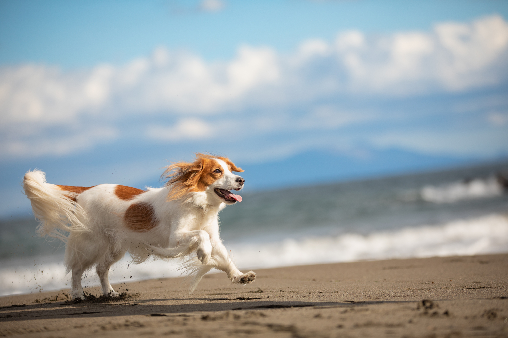 犬も腸内環境が長生きの秘訣!? 愛犬の腸活を始めよう