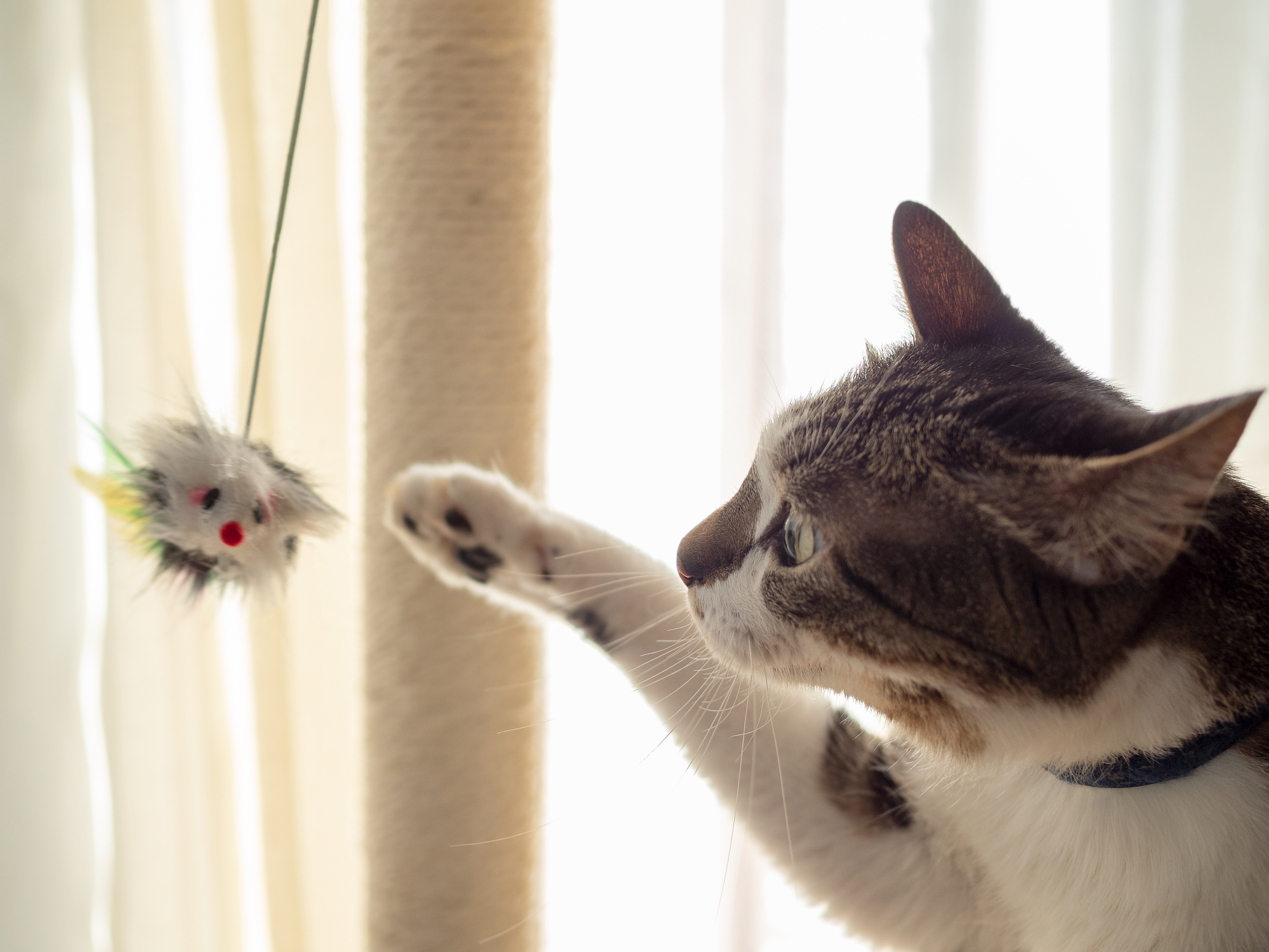 愛猫の腸内環境、気にしていますか？猫にも腸活が大切です