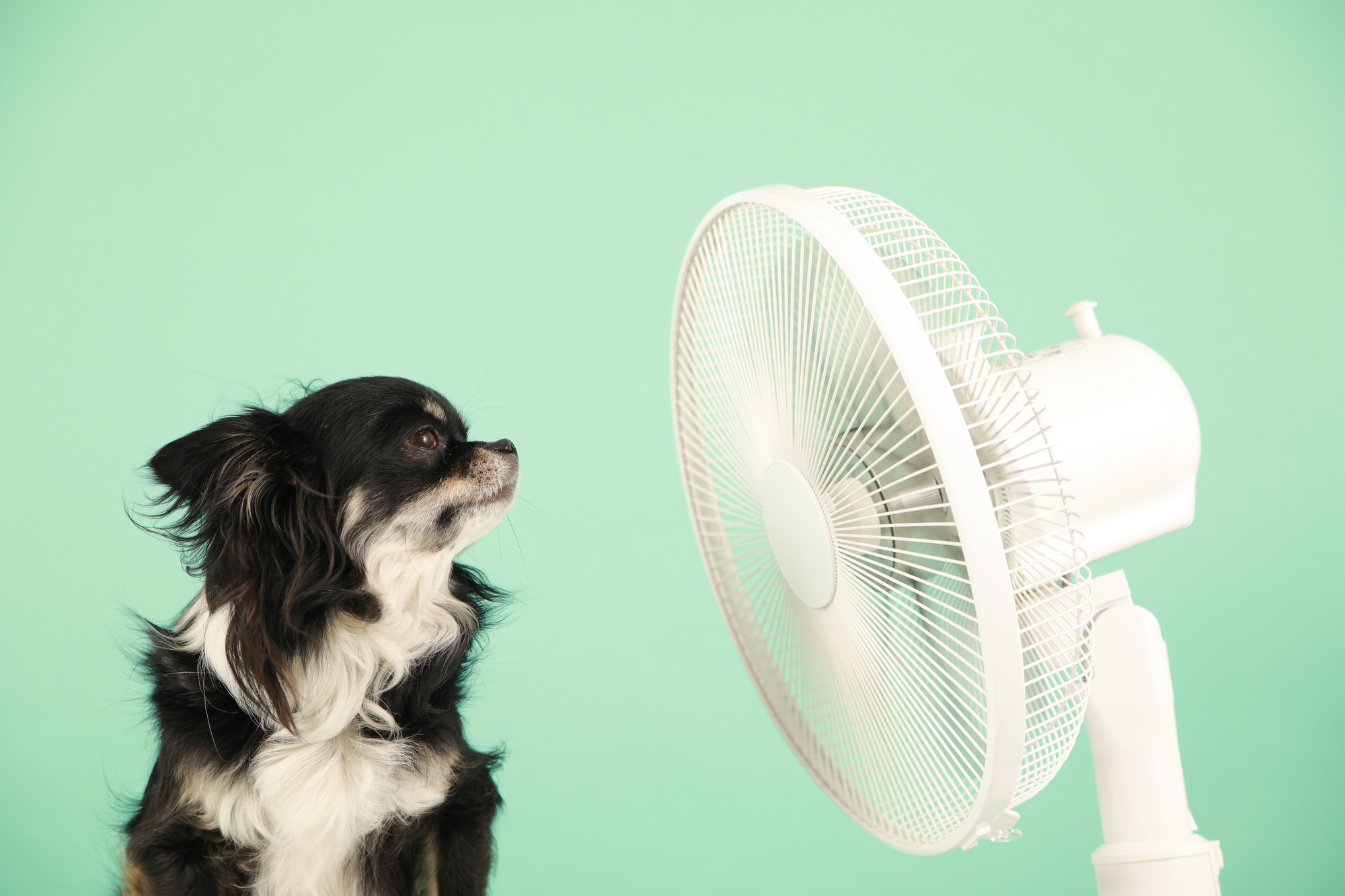 犬・猫の熱中症・夏バテ対策はできてる？症状をチェックしよう。