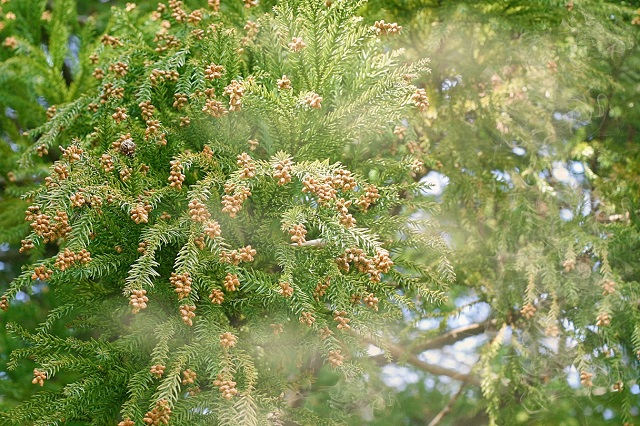 花粉症対策チェック