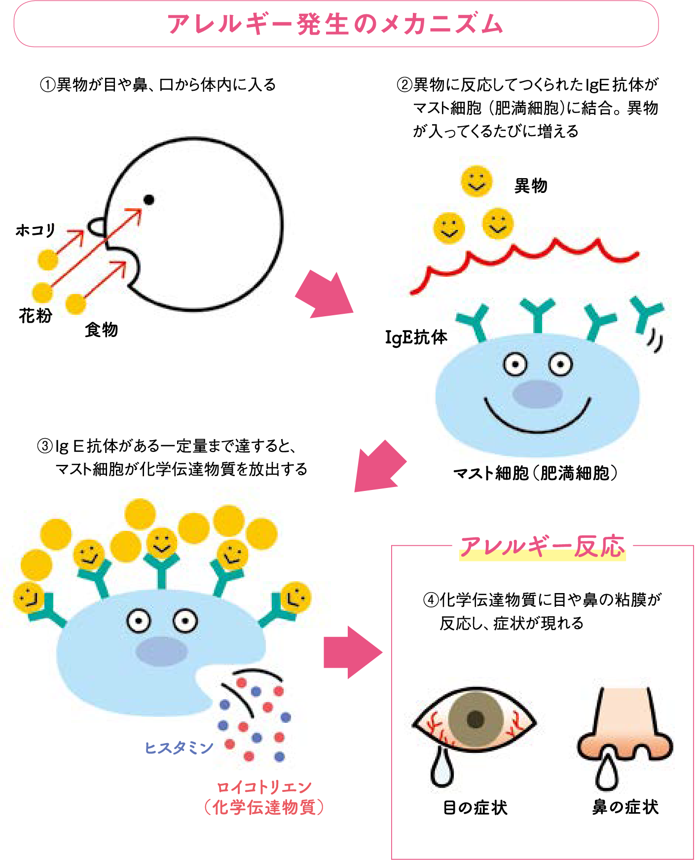 アレルギー発生のメカニズム