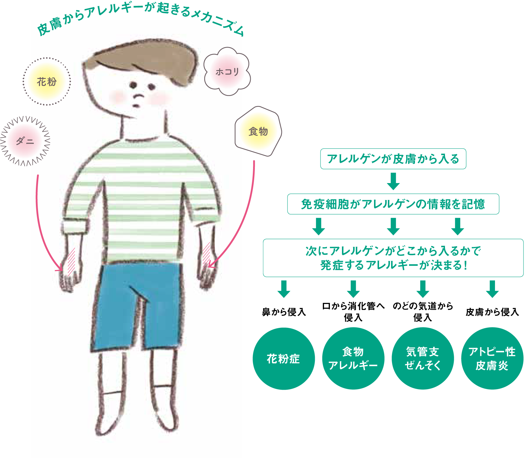 皮膚からアレルギーが起こるメカニズム