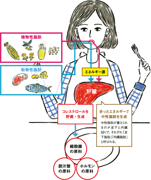 コレステロールや中性脂肪は⽣命活動に不可⽋なもの