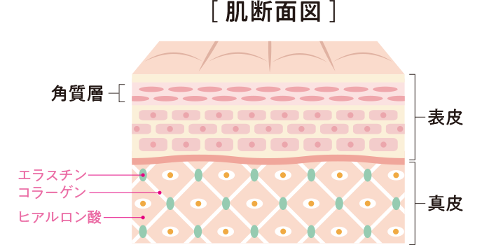 肌断面図