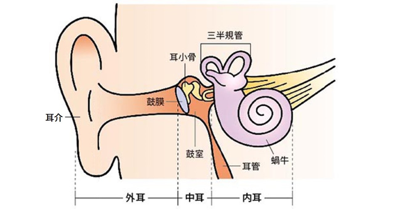 耳は、外耳、中耳、内耳の３つの部分からできています