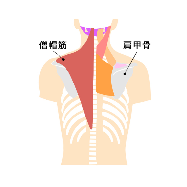 首から頭を支えている「僧帽筋（そうぼうきん）」と「肩甲骨（けんこうこつ）」の位置