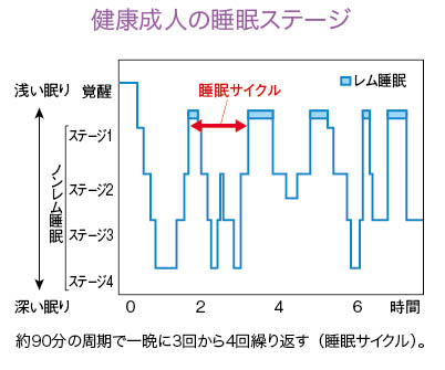 健康な成人の睡眠ステージ、睡眠サイクル