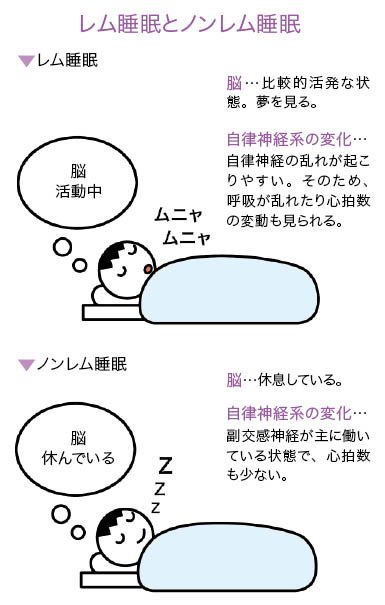 レム睡眠とノンレム睡眠時の脳と自律神経系の変化について