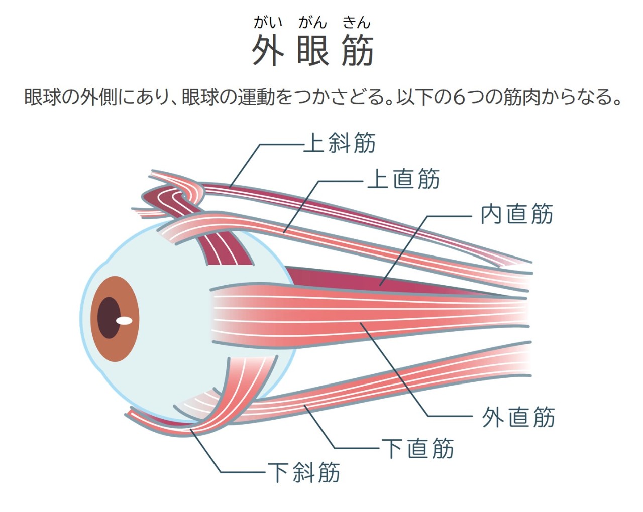 外眼筋とは、眼球の外側にあり眼球の運動をつかさどる。上斜筋、上直筋、内直筋、外直筋、下直筋、下斜筋の6つの筋肉からなる