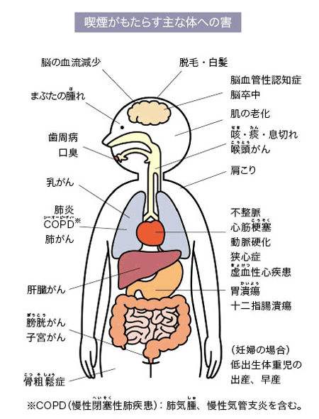 喫煙がもたらす主な体への害