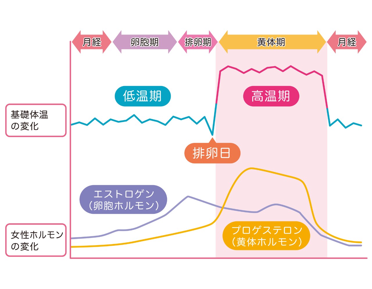 女性ホルモンと生理周期