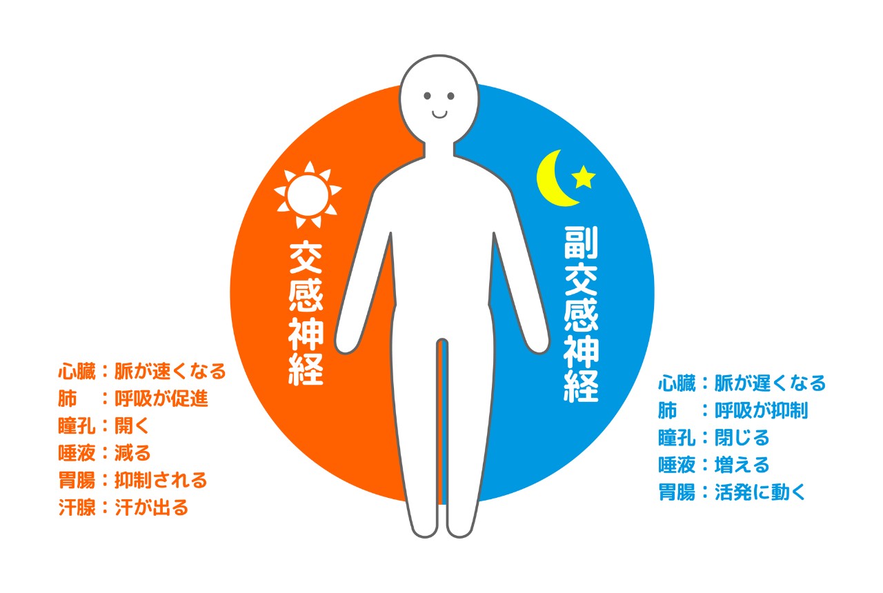 そもそも、自律神経とは？どんな働きがあるの？