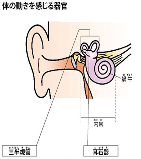 身体の動きを感じる器官は三半規管と耳石器
