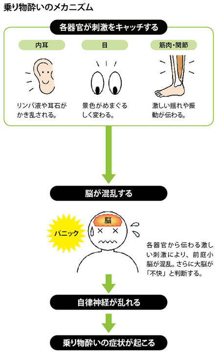 乗り物酔いのメカニズムは、各器官が刺激をキャッチし脳が混乱することで自律神経が乱れ、乗り物酔いの症状が起こる