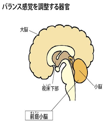 バランス感覚を調整する器官は前庭小脳