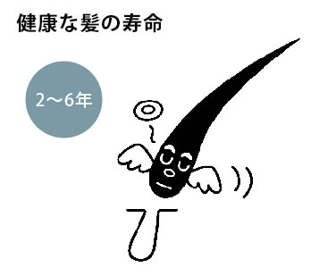 健康な髪の寿命は2～6年