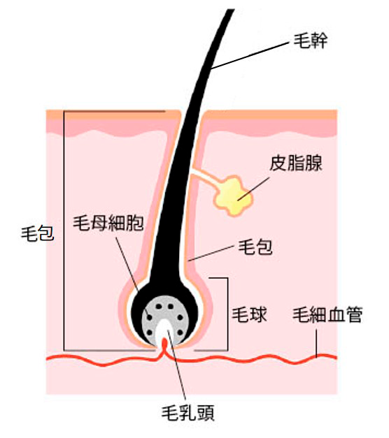 毛髪の構造