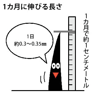 髪が1カ月に伸びる長さは約1センチ