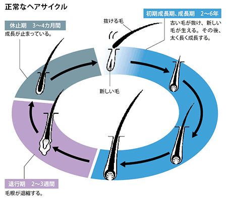 正常なヘアサイクル