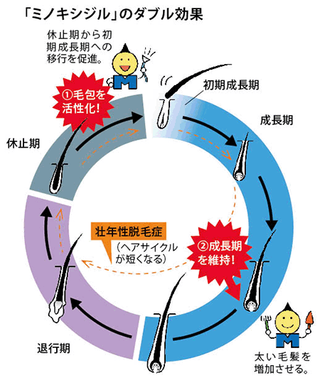 ミノキシジルは、休止期から初期成長期への移行を促進する効果と毛髪の成長期を維持する効果がある。