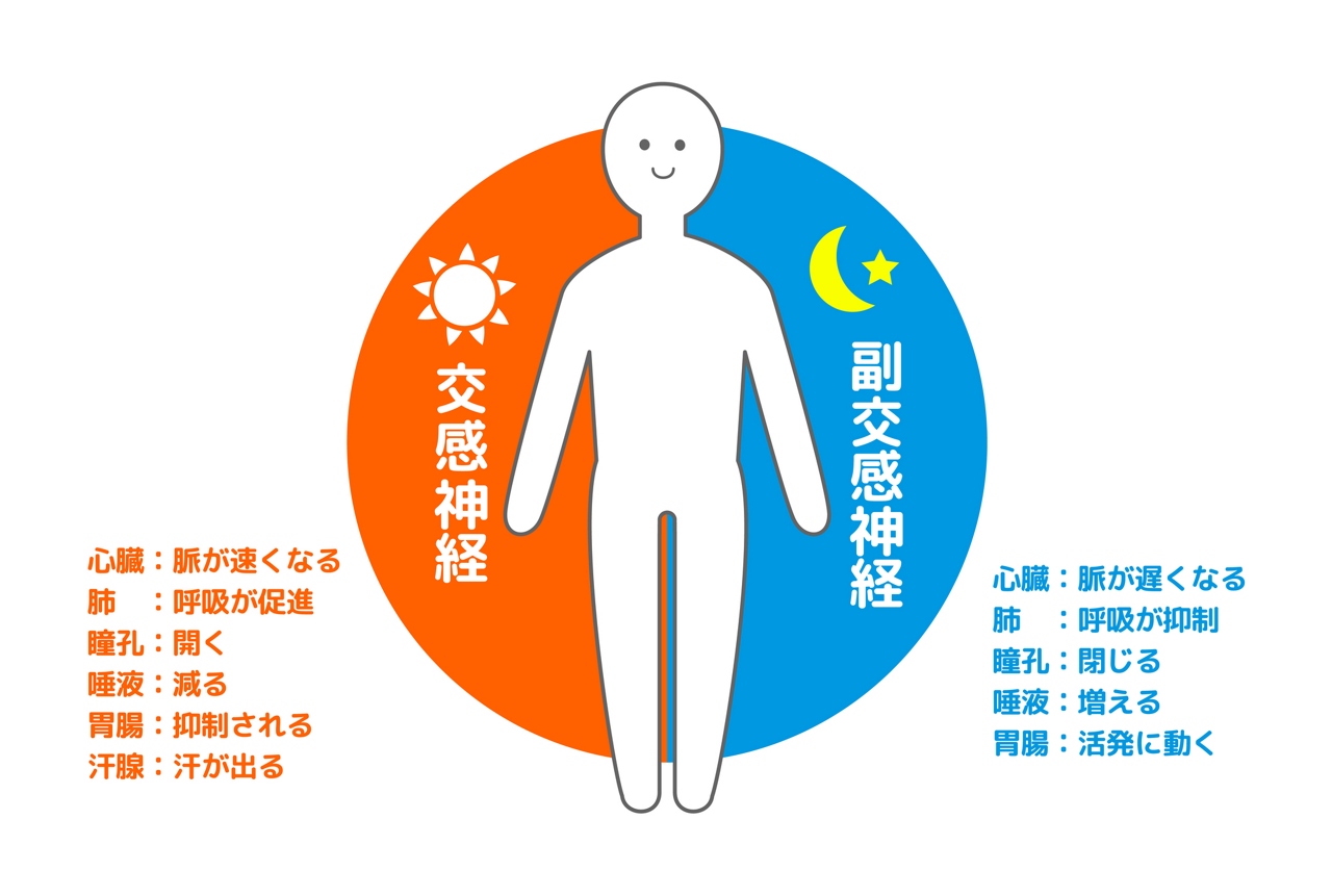 交感神経と副交感神経の役割