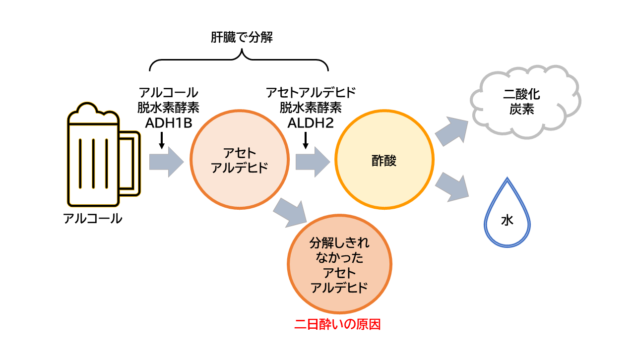 二日酔いの原因