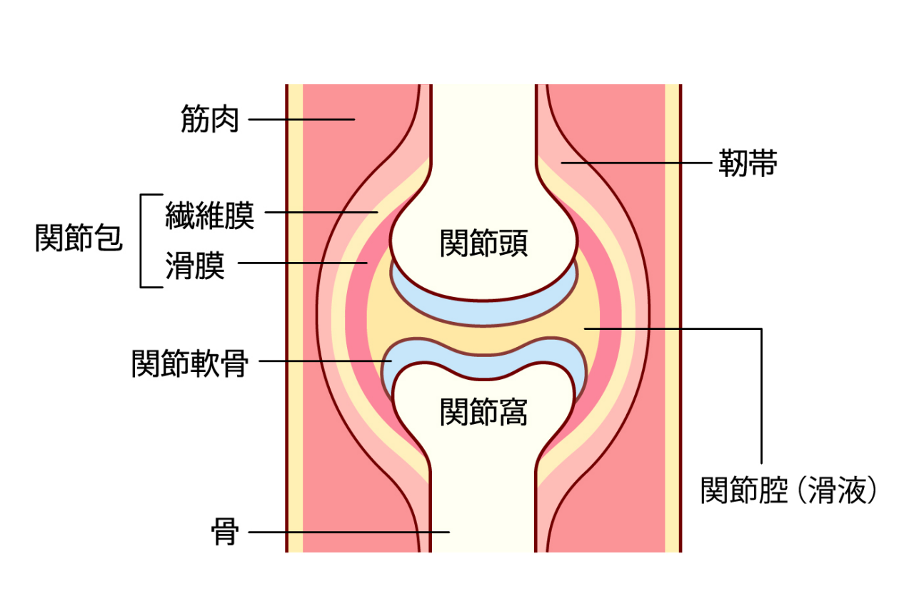 関節リウマチに関連する関節の構造