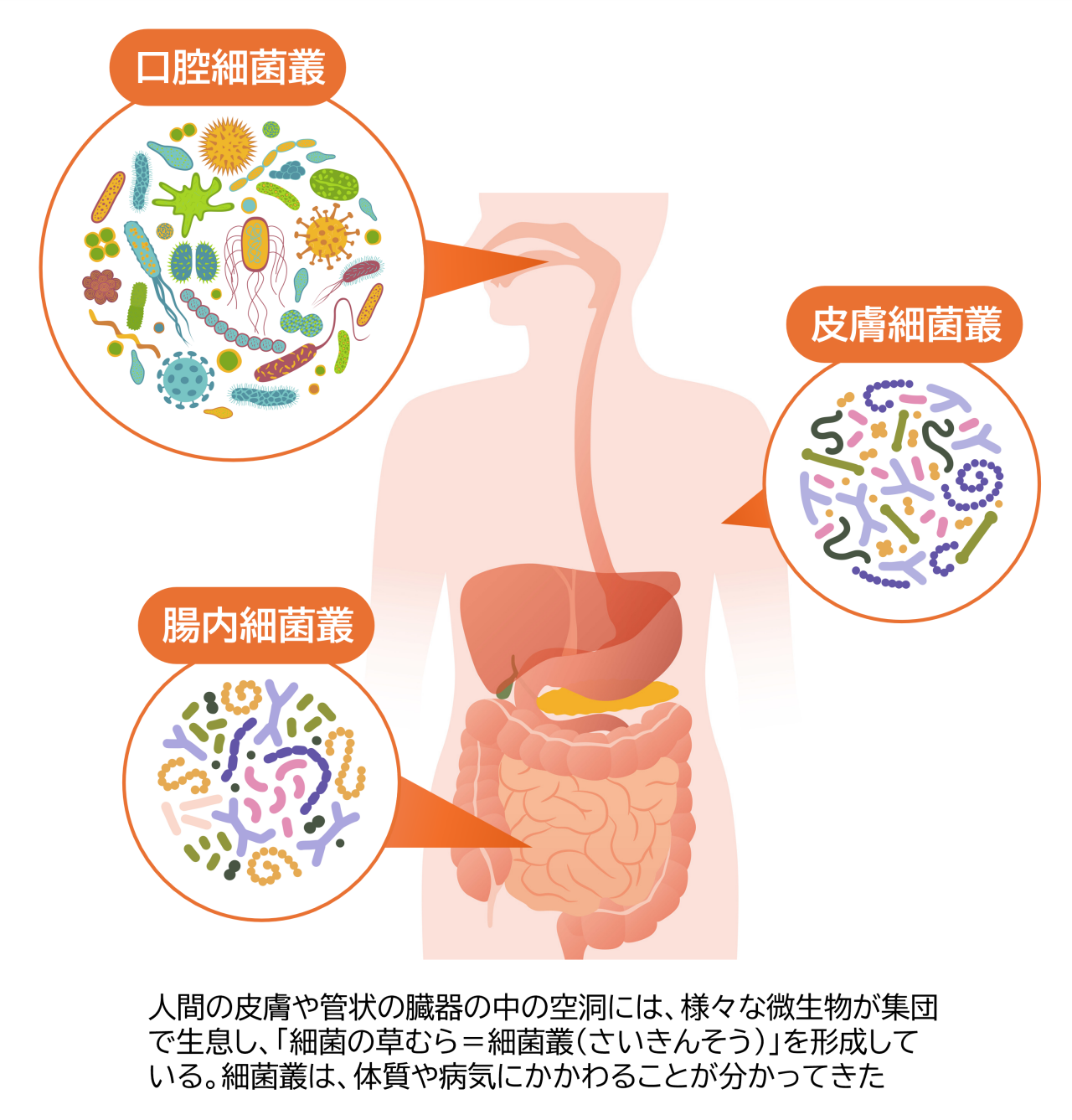 人間の皮膚や管状の臓器の中の空洞には、様々な微生物が集団で生息し、「細菌の草むら＝細菌叢」を形成している。口の中には数百種類もの口腔細菌が生息し、口腔細菌叢を形成している。