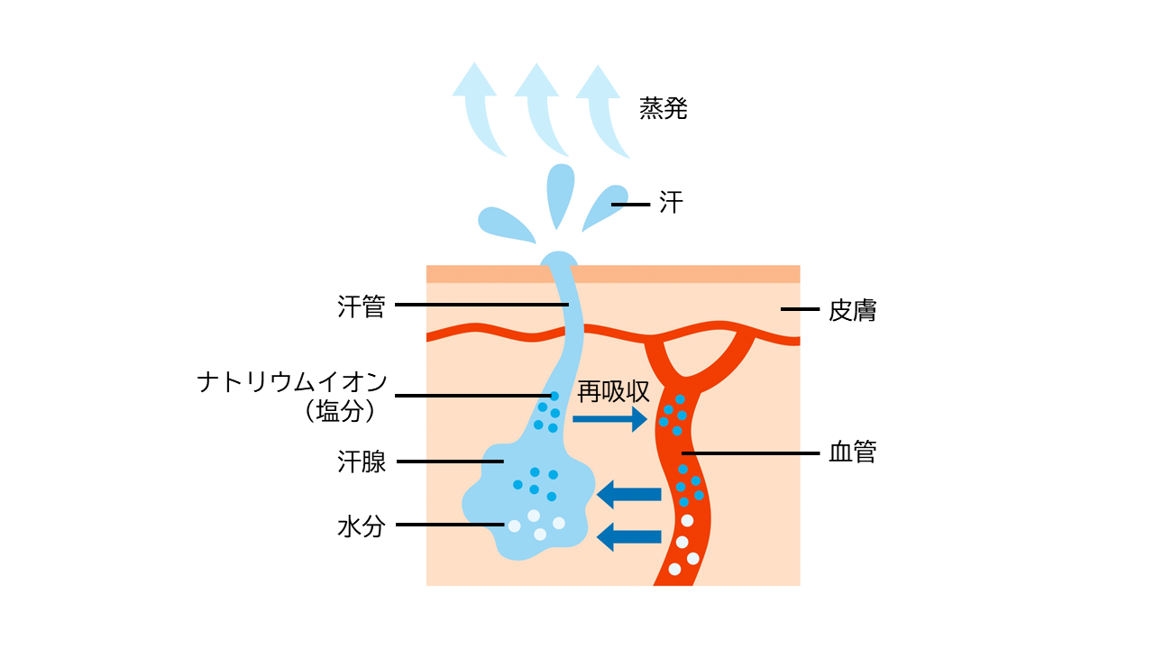 汗腺や汗管の働きが低下していたり、汗を大量にかいたりすると、ナトリウムイオンの再吸収が不十分になり、塩分濃度の高い汗が排出されます。