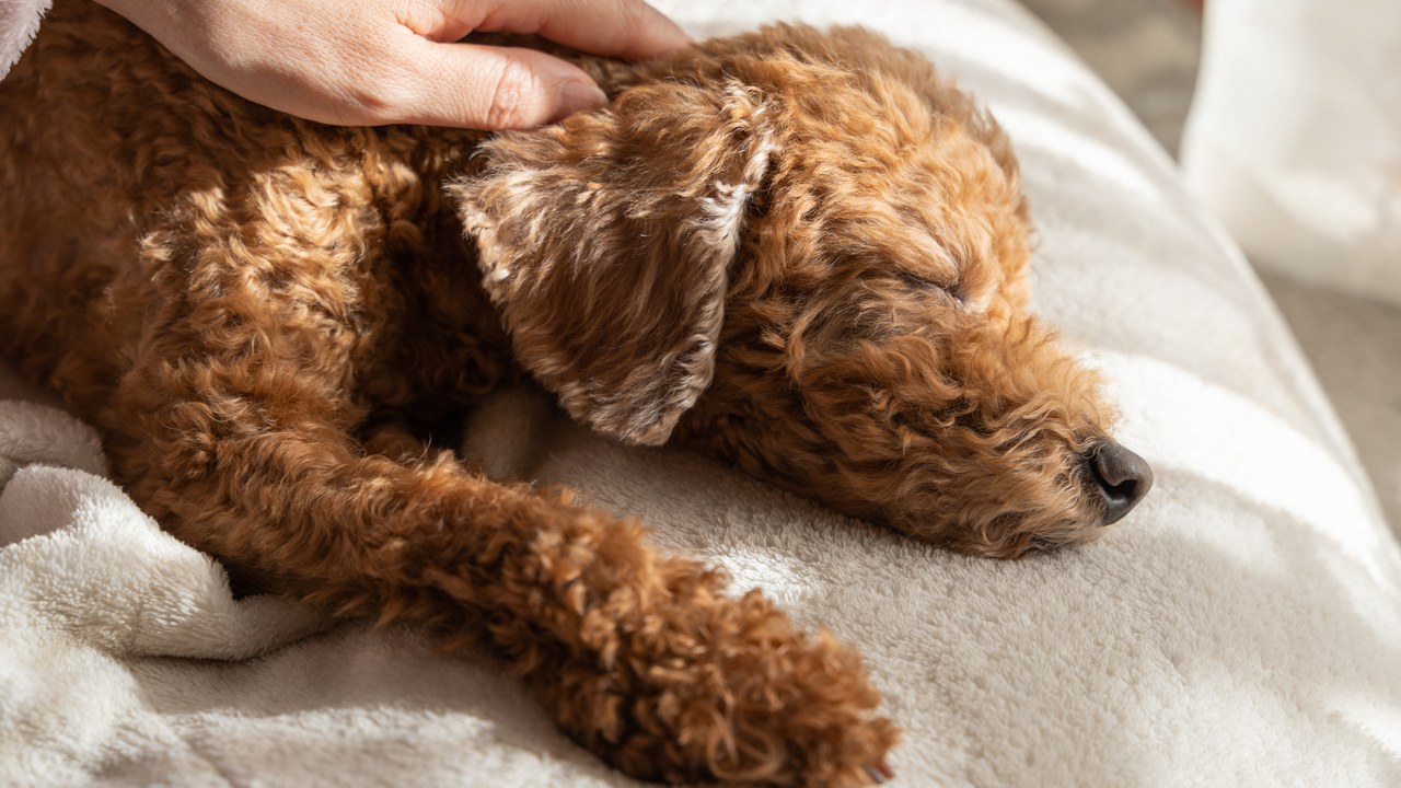 犬の平均寿命が延びるのに伴い、病を発症する犬も増えているイメージ画像