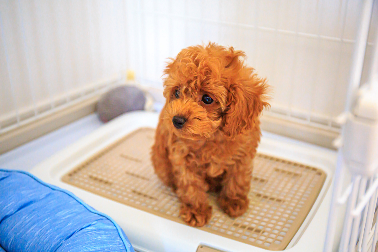 体の機能が未発達な子犬のイメージ画像