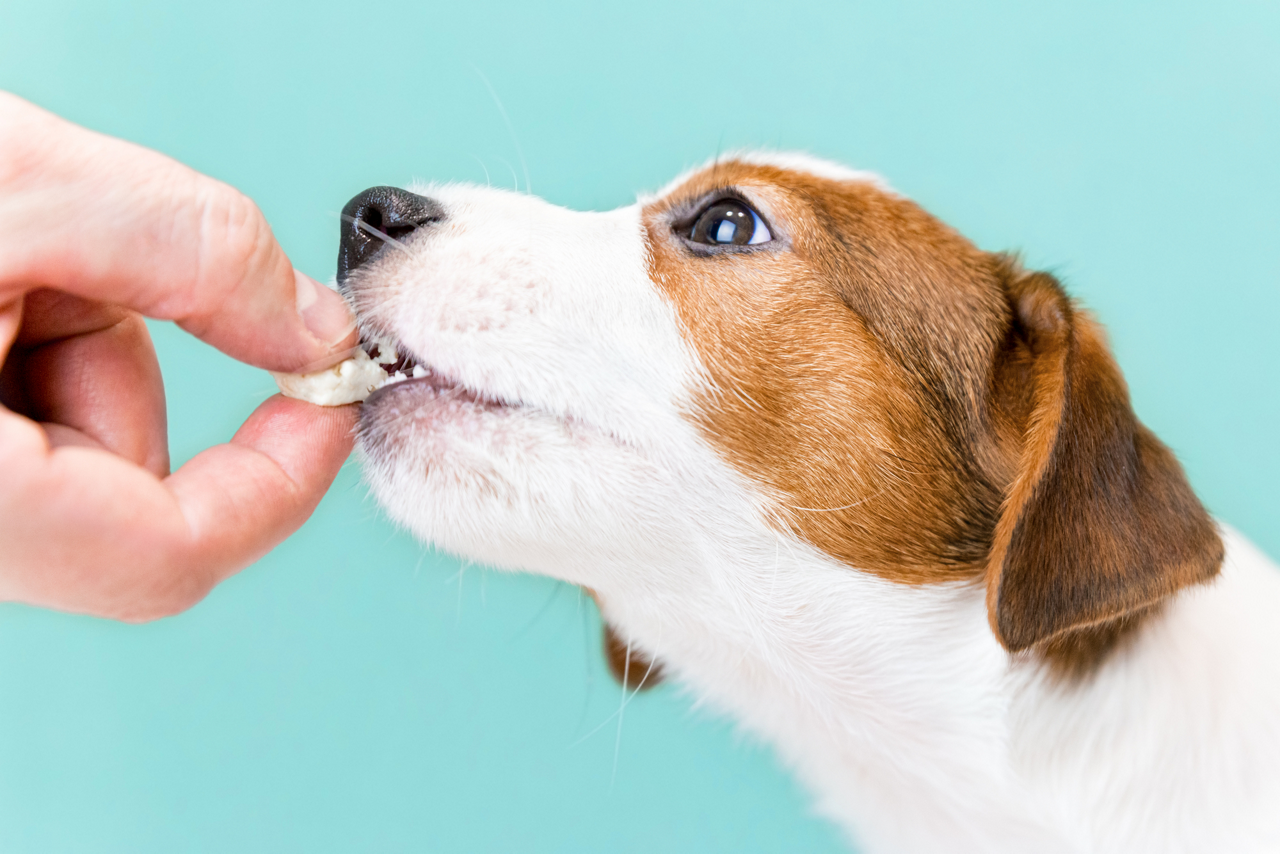 犬の腸活に、サプリメントを与えるイメージ画像