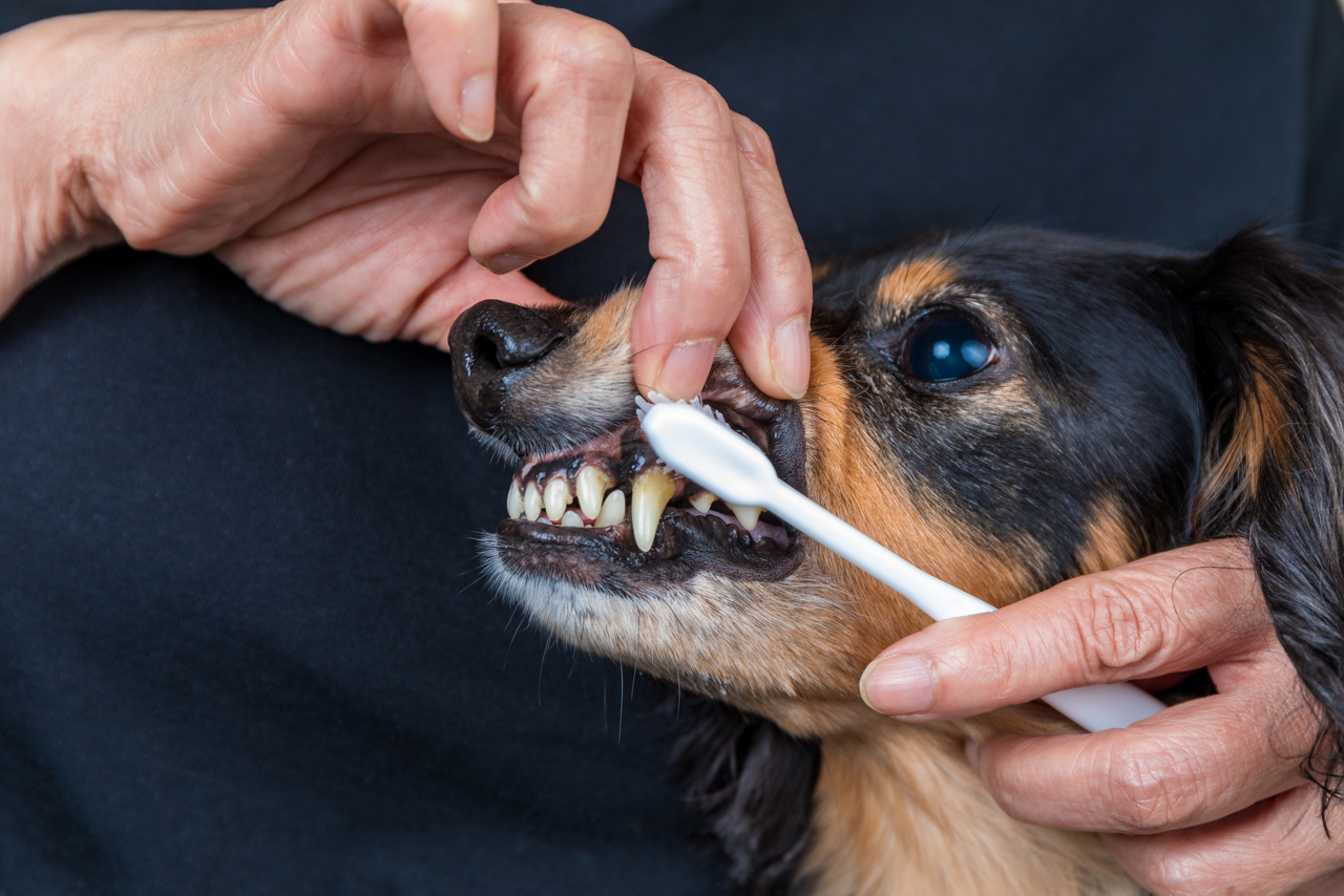 犬の歯磨きのイメージ画像