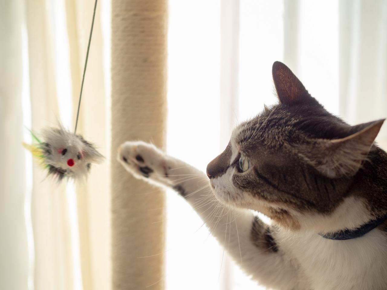 愛猫の腸内環境、気にしていますか？猫にも腸活が大切です