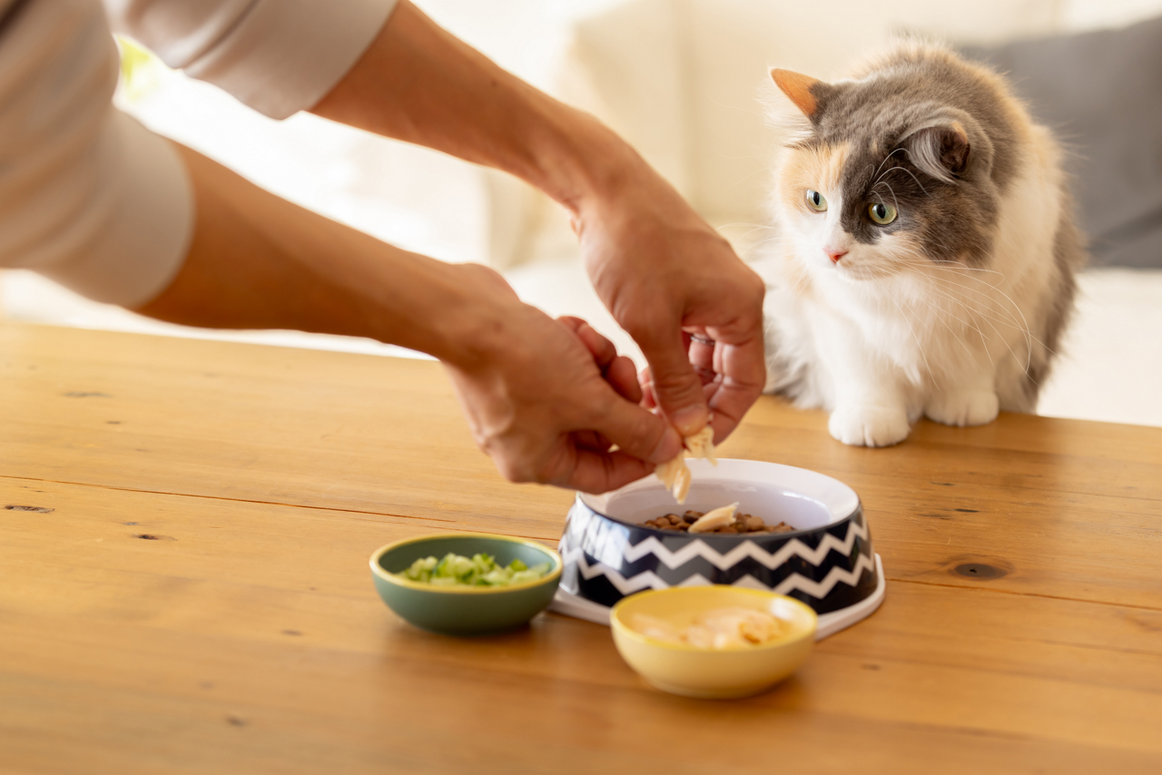 手作りごはんと猫のイメージ画像