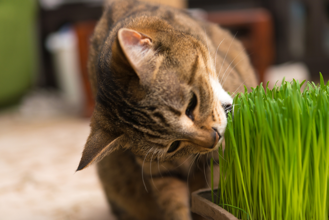猫草を食べる猫のイメージ画像