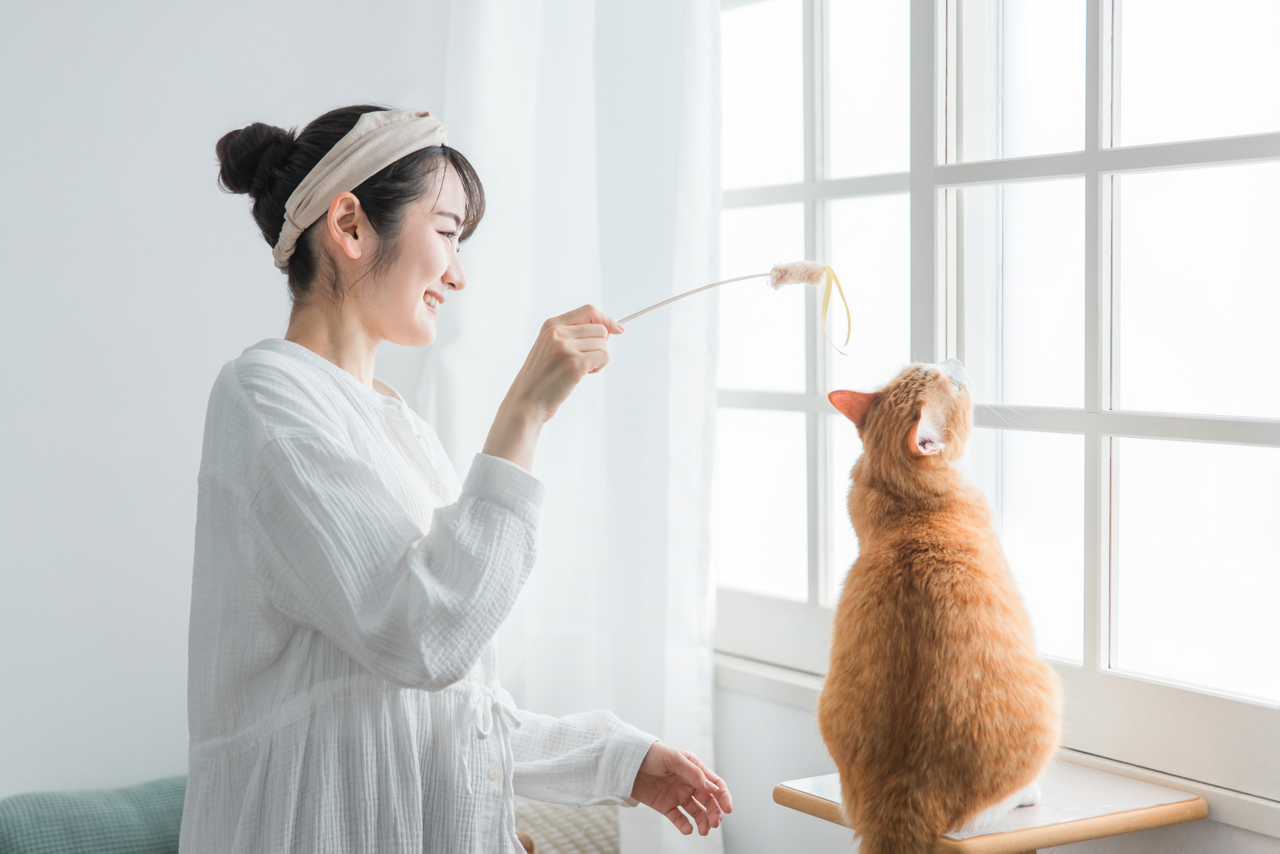 猫と遊ぶイメージ画像