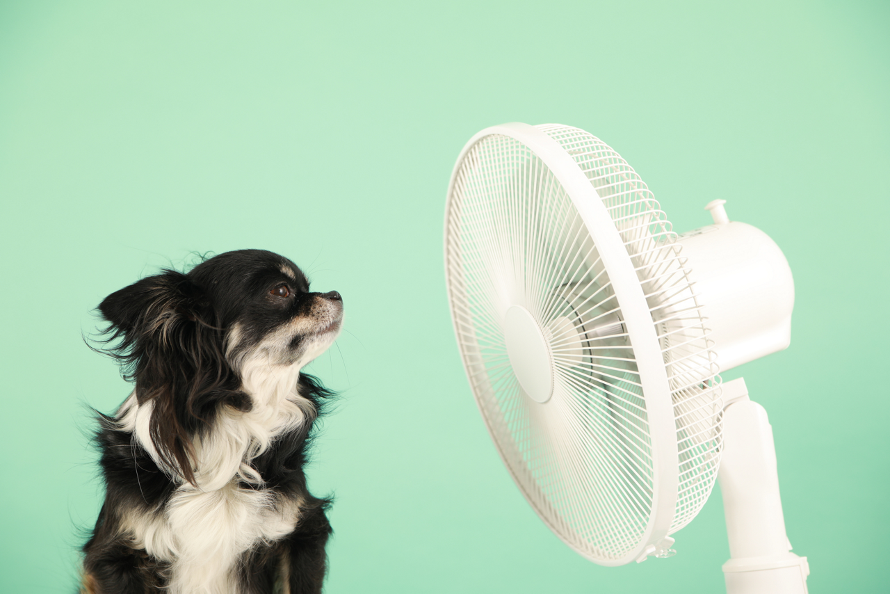 犬・猫の熱中症・夏バテ対策はできてる？症状をチェックしよう。