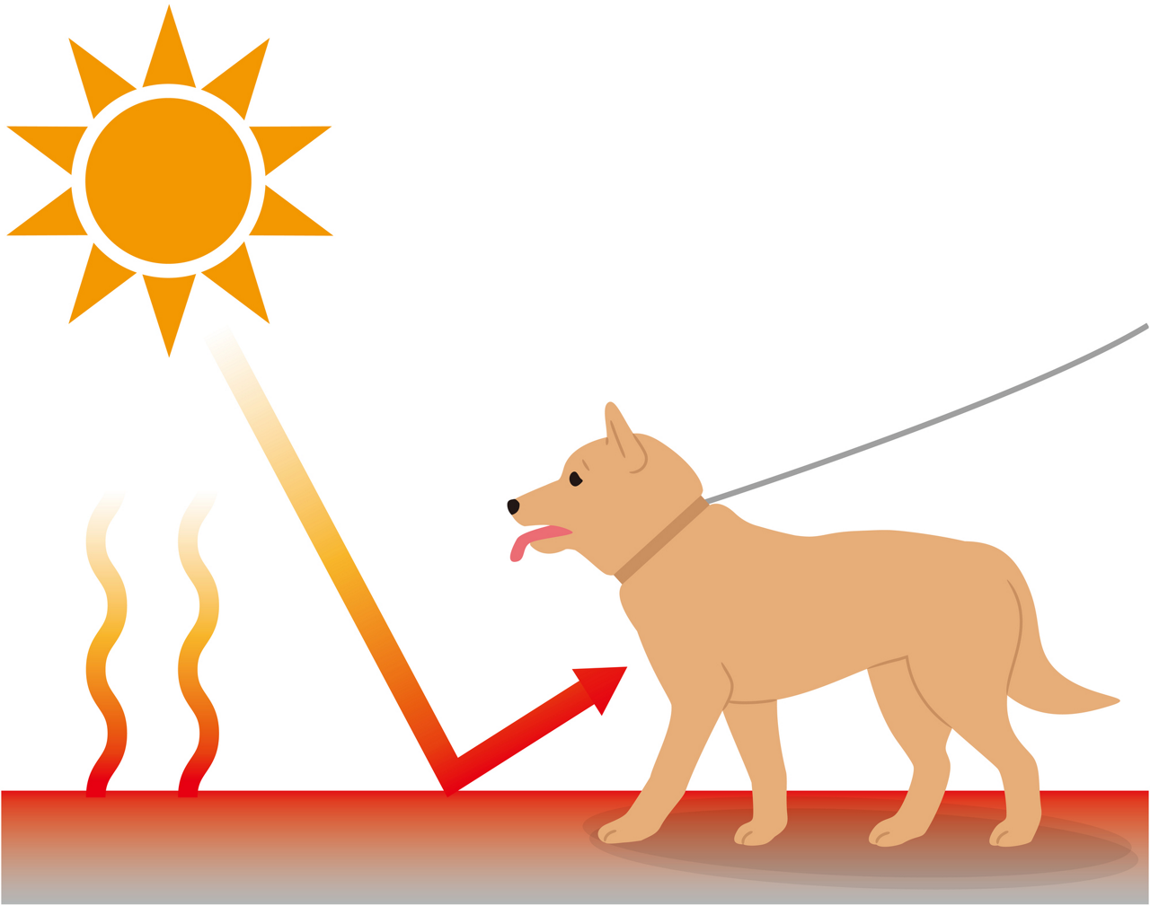 真夏の晴れた日の路面温度はとても高く、犬は地面に体全体が近いため、暑さの影響を直接受けてしまうことから、人間よりも熱中症のリスクが高いことを表すイメージイラスト