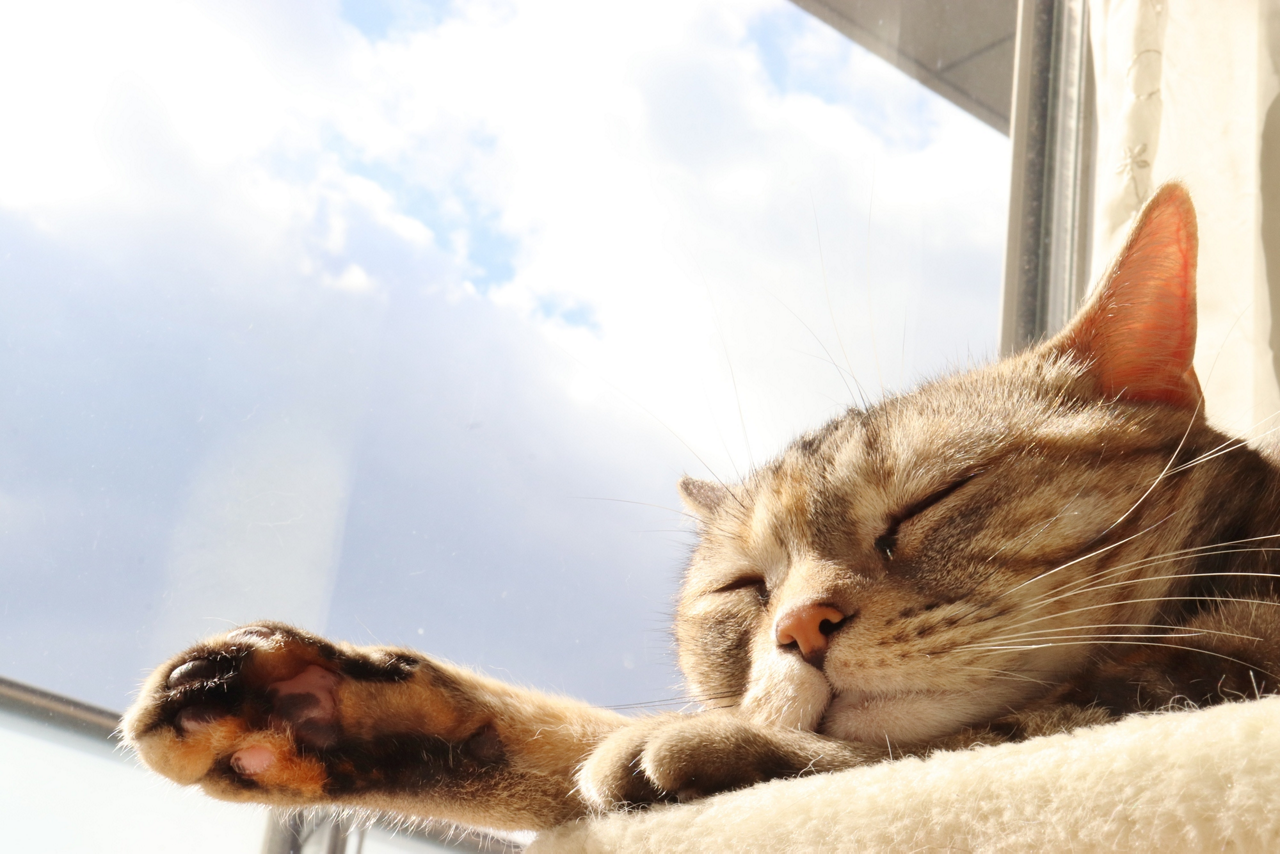 猫は睡眠時の熱中症に注意。日なたぼっこをしていて熱中症になった事例のイメージ画像