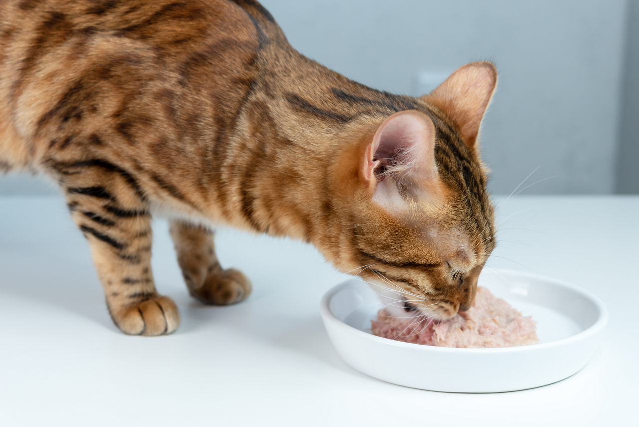 食欲不振時に食べやすいウェットフードを与えるイメージ画像