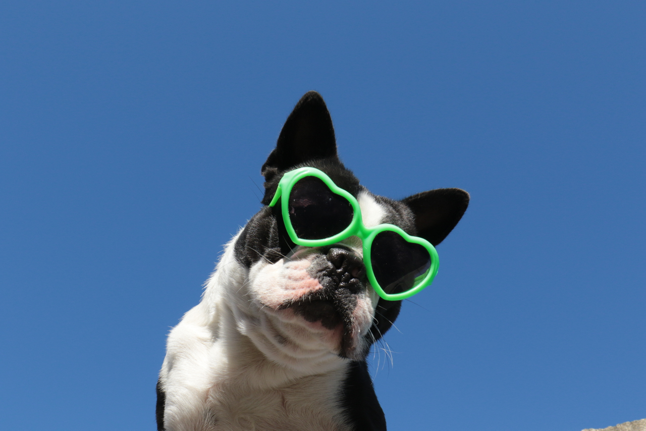 サングラスをする犬のイメージ画像