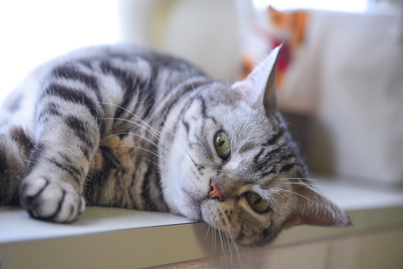 夏バテや熱中症の症状がみられる猫のイメージ画像