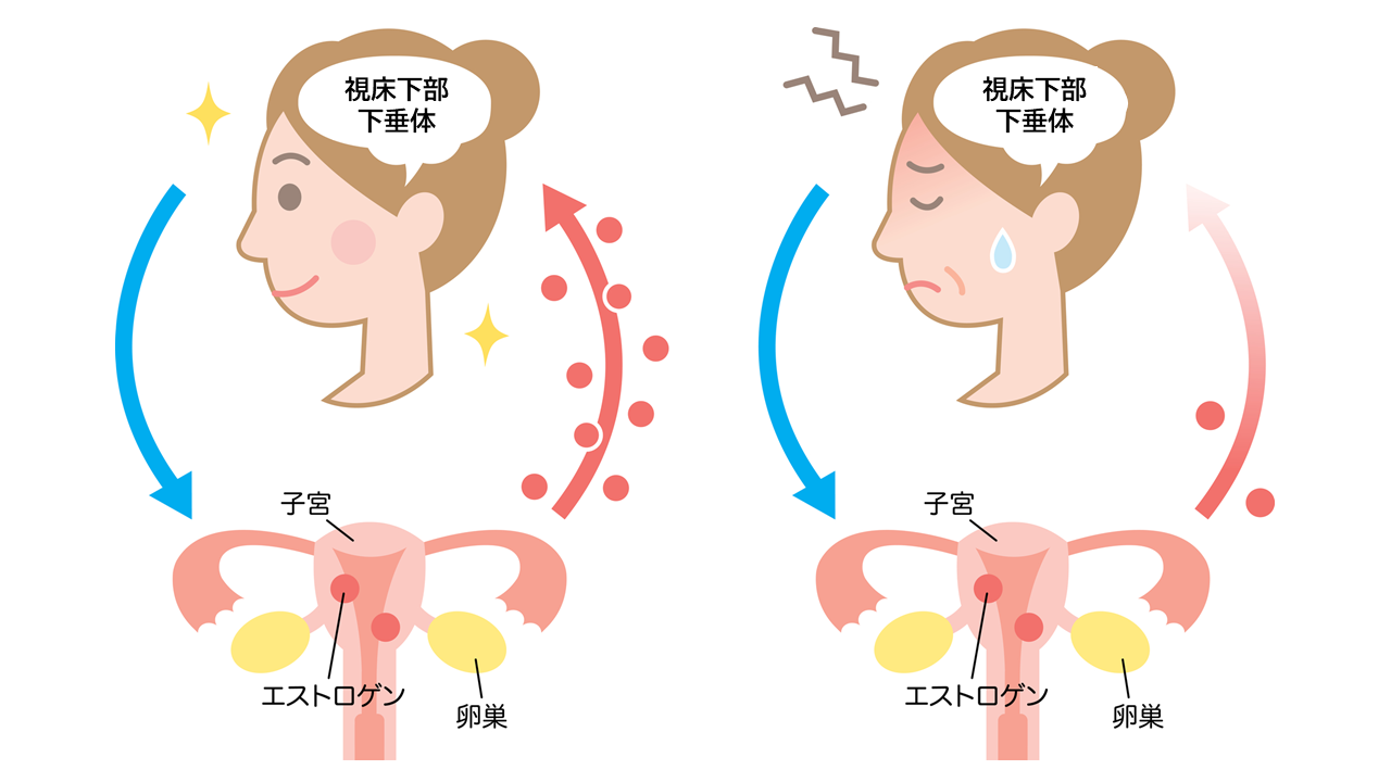 女性ホルモンは、脳にある視床下部や下垂体という組織から卵巣が指令を受け、分泌されます。年齢と共に卵巣内の卵の数が減少する現象に伴い、女性ホルモンの分泌量も減少。閉経前の45歳頃からは急激に低下して、閉経後にはほとんど分泌されなくなります。