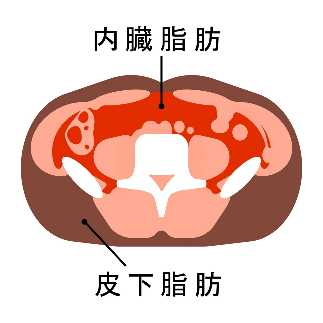 内臓の周りにつく脂肪を「内臓脂肪」、皮膚の下につく脂肪を「皮下脂肪」といいます。