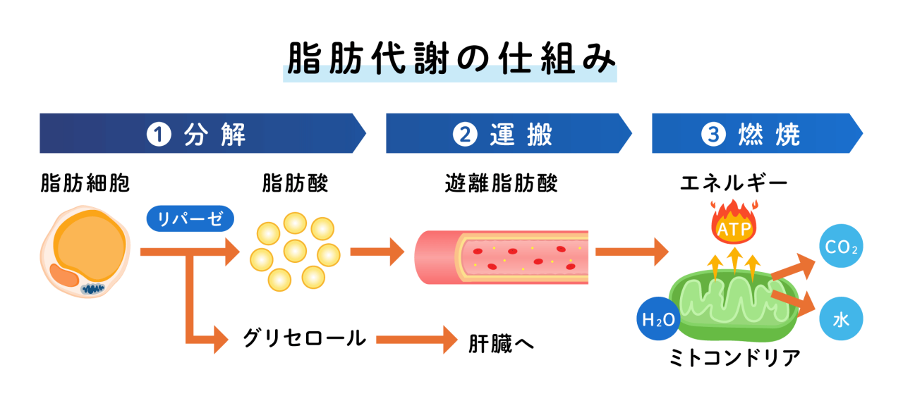 脂肪代謝の仕組みは①脂肪脂肪から脂肪酸とグリセロールに分解され②脂肪酸は全身に運ばれ③骨格筋、心臓、肝臓などの細胞に取り込まれる。細胞内のミトコンドリアで酸素と結びつき、二酸化炭素と水にまで完全に分解されることによって大きなエネルギーを放出＝脂肪が燃える状態となるイメージ図