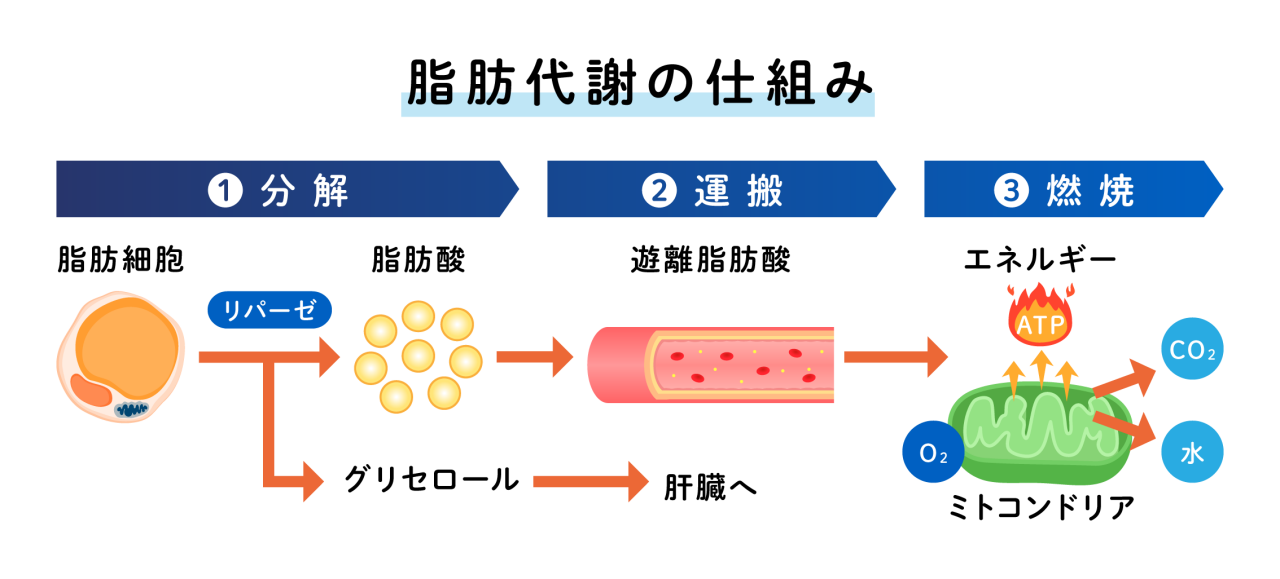 脂肪代謝の仕組みは①脂肪脂肪から脂肪酸とグリセロールに分解され②脂肪酸は全身に運ばれ③骨格筋、心臓、肝臓などの細胞に取り込まれる。細胞内のミトコンドリアで酸素と結びつき、二酸化炭素と水にまで完全に分解されることによって大きなエネルギーを放出＝脂肪が燃える状態となるイメージ図