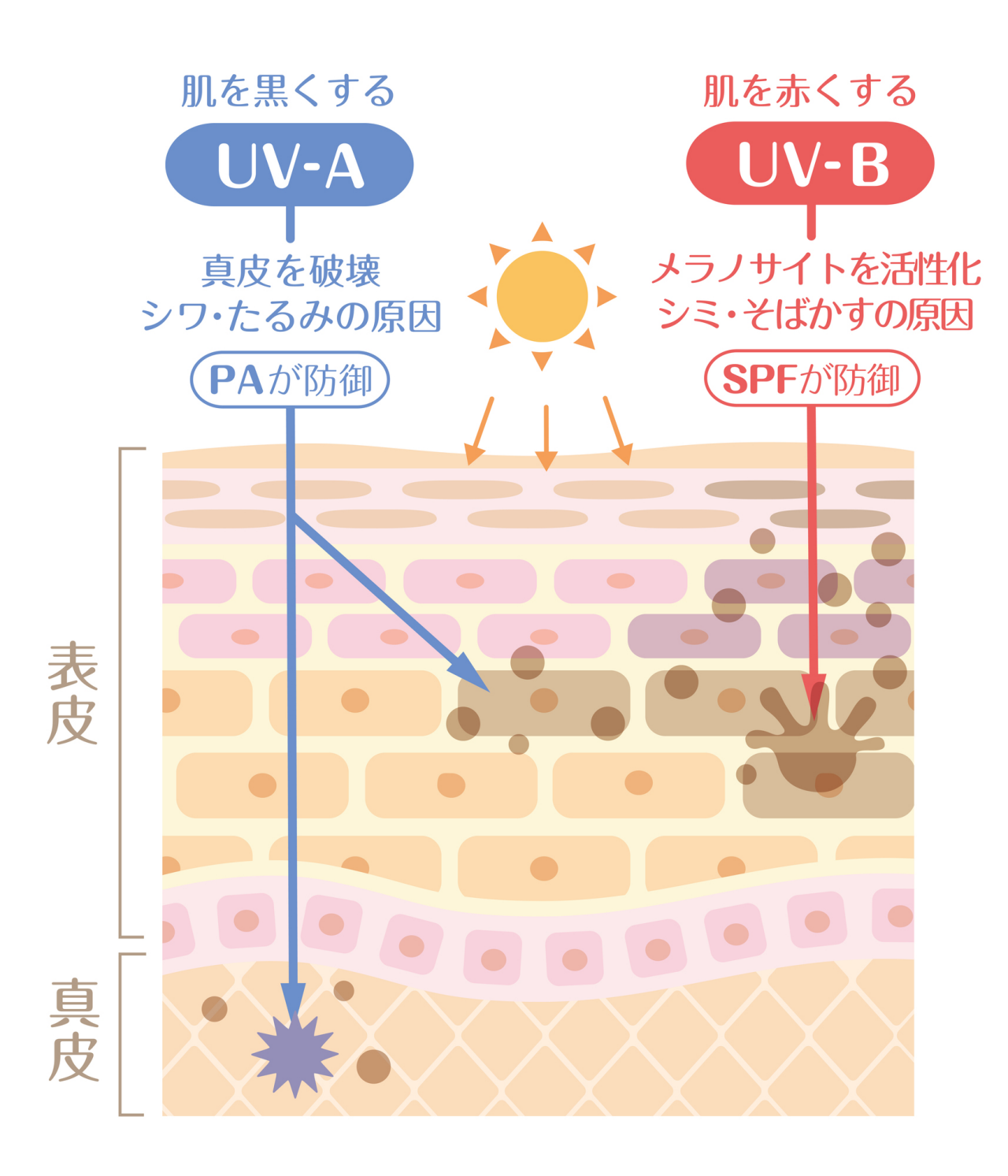 UV-Aは肌を黒くしてシワたるみの原因になるし、UV-Bは肌を赤くしてメラノサイトが活性化し、シミ・そばかすを図解するイメージイラスト